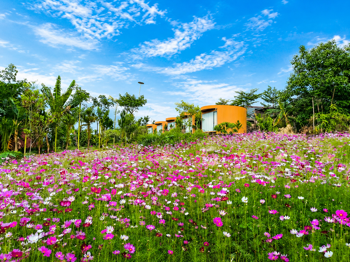 Vườn hoa cỏ may